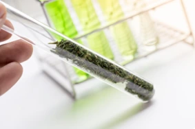 analisi laboratorio-certificate